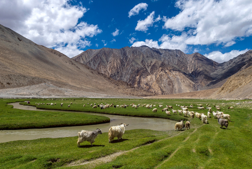 Sheeps grazing in Thangthang Platue, Ladakh, India